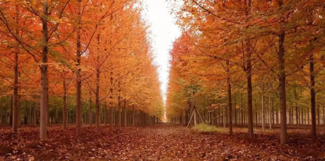 微信图片_202110090951296