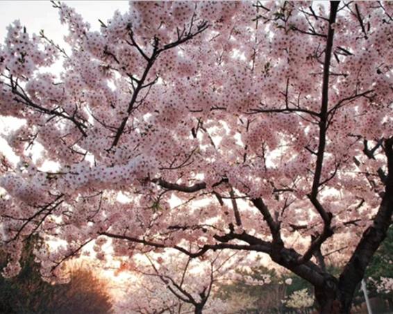 【大连】旅顺203樱花园一日
