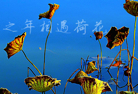 花甲之年相遇荷花-金哲博
